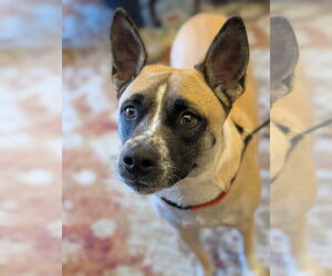 Mackey - Female American Pit Bull Terrier-Unknown Mix Dog for Adoption - Photo #2