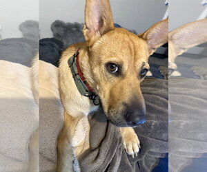 Buster - Male Mutt Dog for Adoption - Photo #2
