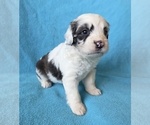 Image preview for Ad Listing. Nickname: Alfie