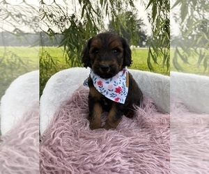 Medium Goldendoodle