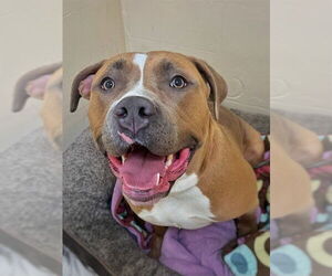 Mutt Dogs for adoption in Boston, MA, USA