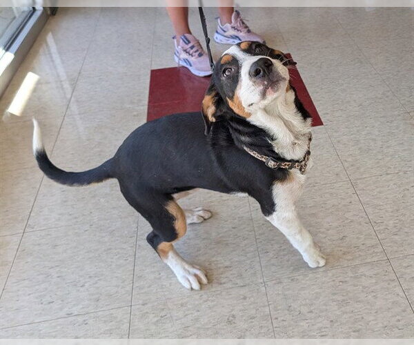 Medium Photo #1 Treeing Walker Coonhound Puppy For Sale in Plano, TX, USA