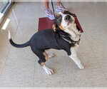 Small Treeing Walker Coonhound