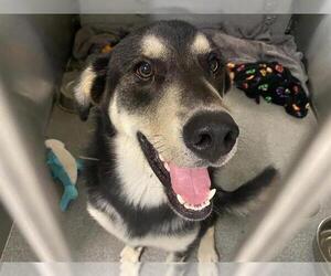 Shepradors Dogs for adoption in Orange, CA, USA