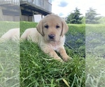 Small Photo #2 Labrador Retriever Puppy For Sale in IOWA CITY, IA, USA