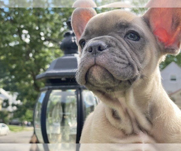 Medium Photo #1 French Bulldog Puppy For Sale in WEST ORANGE, NJ, USA