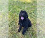 Small Photo #3 Mastidoodle Puppy For Sale in GALT, CA, USA