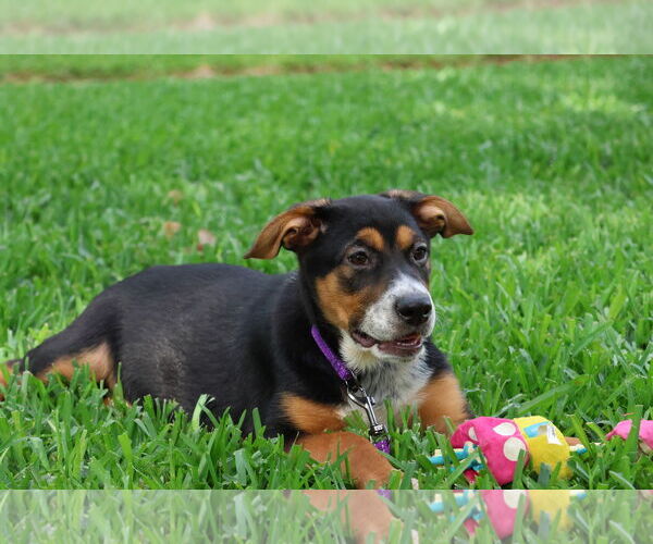 Medium Photo #9 German Shepherd Dog-Unknown Mix Puppy For Sale in Lillian, TX, USA