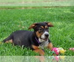 Small #8 German Shepherd Dog Mix