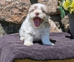 Small #10 Havanese