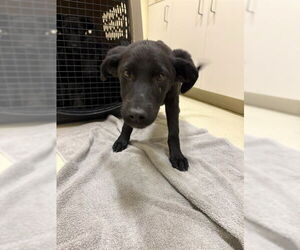 Labrador Retriever-Unknown Mix Dogs for adoption in Fremont, CA, USA