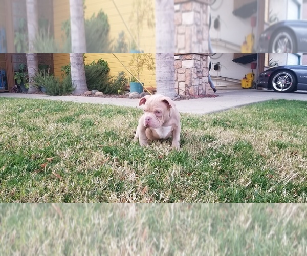 Medium Photo #2 American Pit Bull Terrier Puppy For Sale in STKN, CA, USA