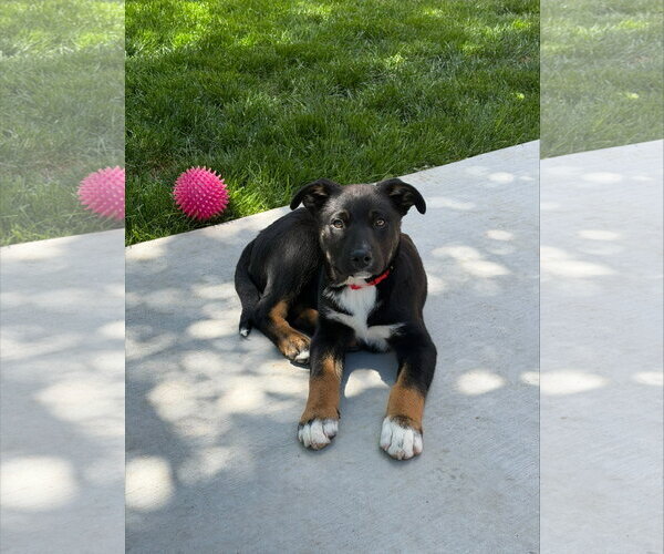 Medium Photo #6 Mutt Puppy For Sale in Sandy, UT, USA