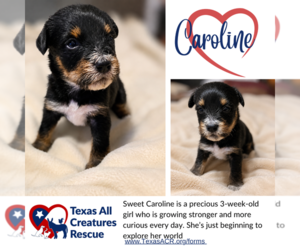 Mutt Dogs for adoption in Lillian, TX, USA
