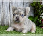 Small #10 French Bulldog