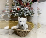 Small Photo #1 Alaskan Husky Puppy For Sale in MADISON, CA, USA