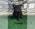 Small #3 French Bulldog