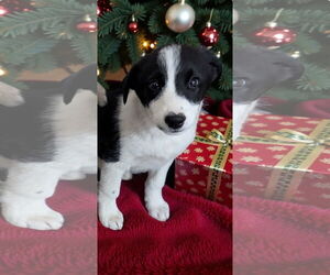 Australian Shepherd-Unknown Mix Dogs for adoption in Grafton, WI, USA