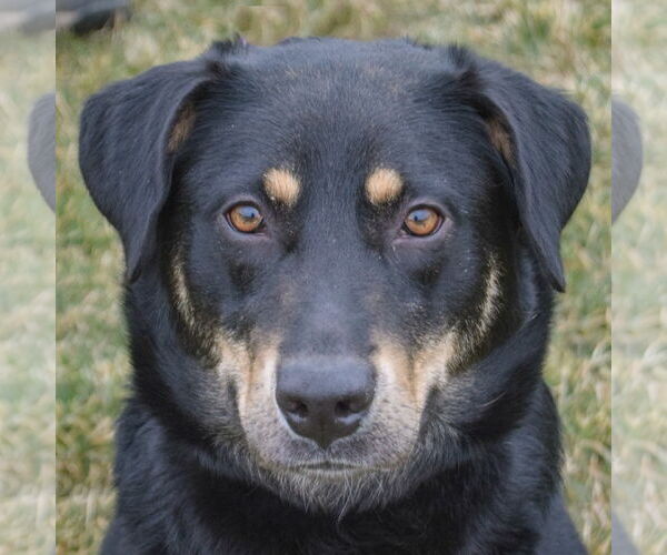 Medium Photo #2 Doberman Pinscher-German Shepherd Dog Mix Puppy For Sale in Huntley, IL, USA