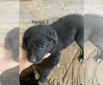 Small #3 Border Collie-Labradoodle Mix