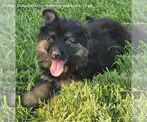 German Shepherd Dog Puppy for sale in EOLIA, MO, USA