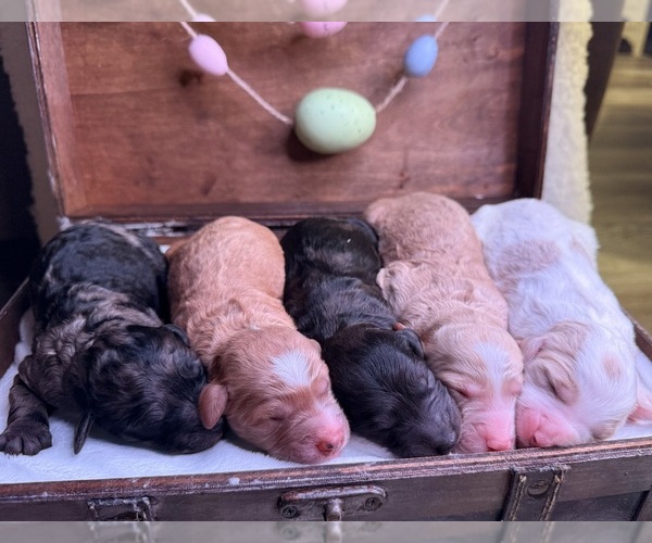 Medium Photo #1 Goldendoodle (Miniature) Puppy For Sale in OWENSVILLE, IN, USA