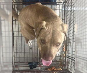 American Pit Bull Terrier-Unknown Mix Dogs for adoption in Houston, TX, USA