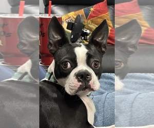 Mother of the Boston Terrier puppies born on 07/19/2026