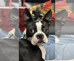 Small Photo #1 Boston Terrier Puppy For Sale in CRYSTAL, MN, USA