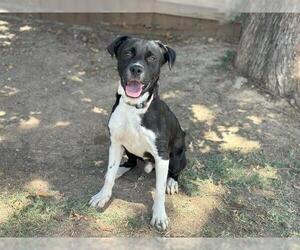 Borador Dogs for adoption in Waco, TX, USA