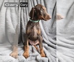 Small #3 Doberman Pinscher