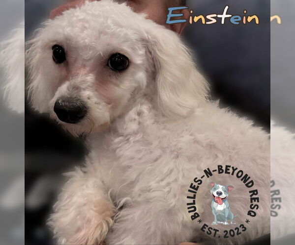 Medium Photo #2 Bichon Frise Puppy For Sale in Omaha, NE, USA