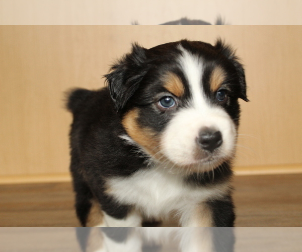 Medium Photo #15 Australian Shepherd Puppy For Sale in CARMEL, IN, USA