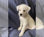 Small Photo #14 Australian Cattle Dog-Poodle (Miniature) Mix Puppy For Sale in NEWPORT BEACH, CA, USA