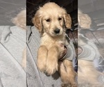 Small Photo #7 Golden Retriever Puppy For Sale in WARWICK, RI, USA