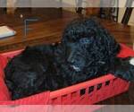 Small Photo #2 Goldendoodle Puppy For Sale in SYRACUSE, NY, USA