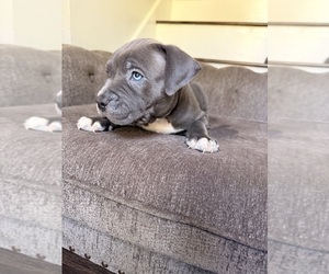 Medium American Bully