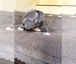 Puppy Peanut American Bully