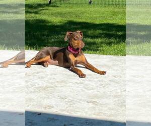 Doberman Pinscher Dogs for adoption in Buffalo, MN, USA