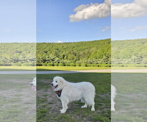 HARRIET- no fee (sponsored) - Female Great Pyrenees Dog for Adoption - Photo #2