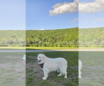 Small #1 Great Pyrenees