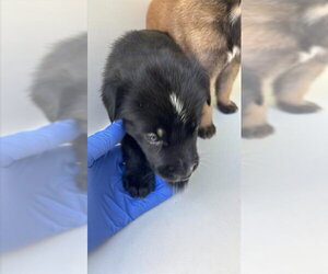 Labrador Retriever-Unknown Mix Dogs for adoption in Houston, TX, USA
