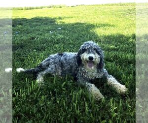 Mother of the Bernedoodle (Miniature) puppies born on 05/02/2026