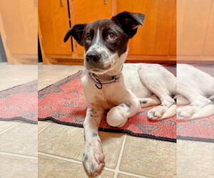 Border Collie-Unknown Mix Dogs for adoption in Mt. Laurel, NJ, USA