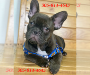 French Bulldog Puppy for sale in CASTLE ROCK, CO, USA