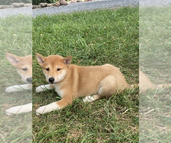 Medium Photo #2 Shiba Inu Puppy For Sale in CANOGA, NY, USA