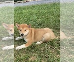 Small #1 Shiba Inu