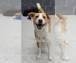Australian Shepherd Dogs for adoption in Highland, IL, USA