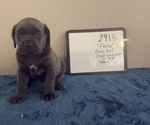 Puppy Puppy 5 Cane Corso