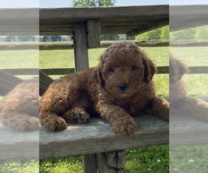 Poodle (Miniature) Puppy for sale in CANOGA, NY, USA